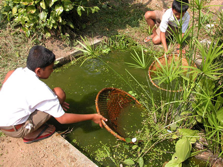 Cleaning the school pond in Thailand