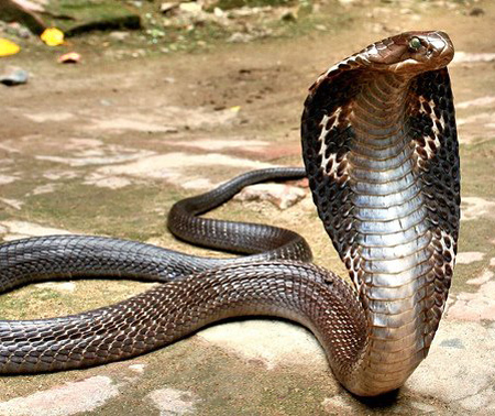 ) This is an Indian Cobra. I could not find out what ki